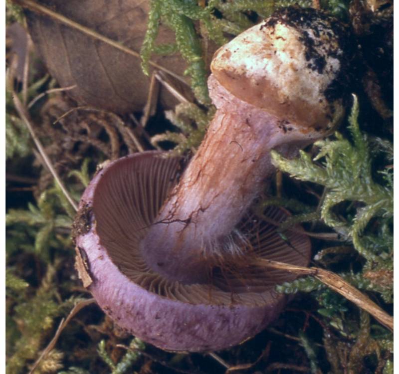 Cortinarius sodagnitus var. parasuaveolens